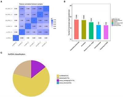 Interference With ACSL1 Gene in Bovine Adipocytes: Transcriptome Profiling of mRNA and lncRNA Related to Unsaturated Fatty Acid Synthesis